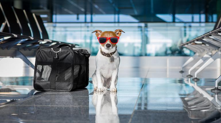 United Airlines Pet Policy 2023: Fly with your dog, cat and service animals