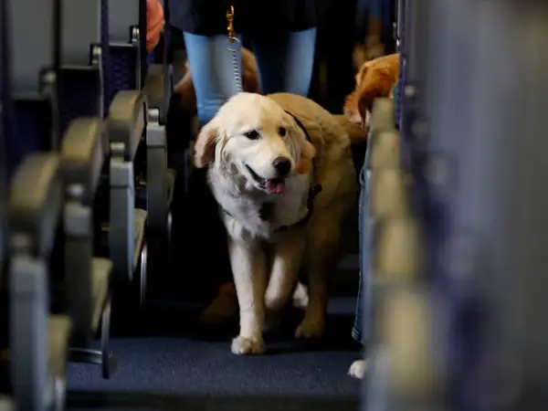 Spirit Airlines Pet Policy: Fly with your dog & Service Animals